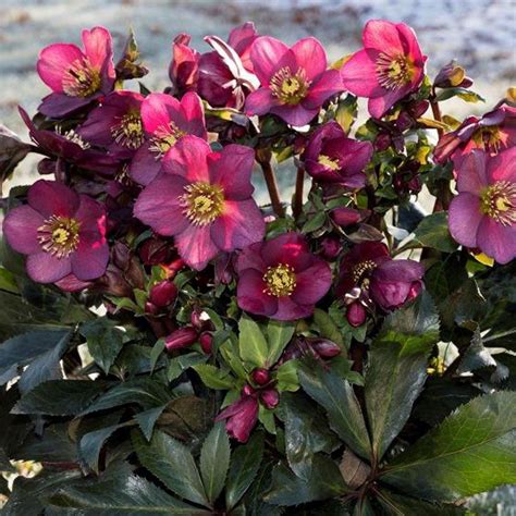 Helleborus Rome Red · Helleborus Rio Carnival · Helleborus French Kiss · Mixed Lenten Rose Hellebore · Helleborus New York Night · Helleborus Spa...